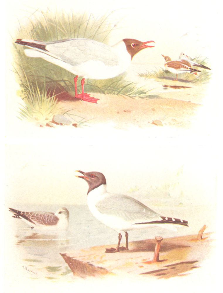 BRITISH BIRDS. Black-headed Gull; Sabine's Gull. THORBURN 1925 old print
